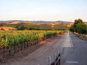 Vineyard  and bike trail at sunset in Livermore Wine Country, California